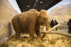 Un modèle de mammouth laineux est exposé dans un musée, entouré d'herbes réalistes et d'un arrière-plan de collines peintes, comme les vues panoramiques près du Mas Saint Antoine dans l'hébergement Ardèche méridionale, tandis que plusieurs personnes observent en arrière-plan.