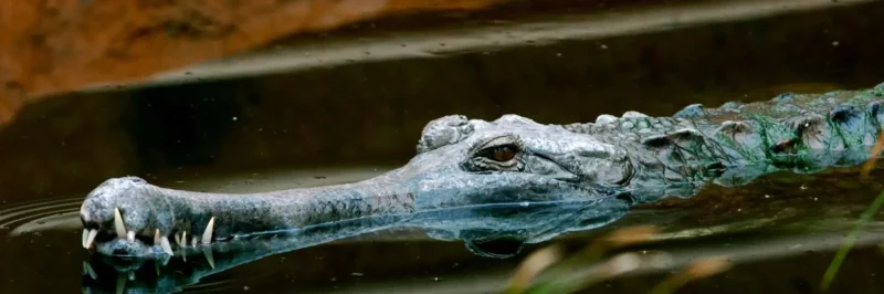 La Ferme aux Crocodiles à Pierrelatte dans la Drôme, vue de la serre tropicale avec crocodiles