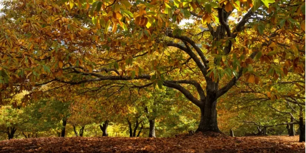 Châtaigneraie ardéchoise aux couleurs dorées d'automne dans les Monts d'Ardèche
