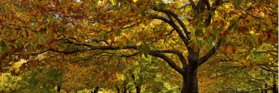 Châtaigneraie ardéchoise aux couleurs dorées d'automne dans les Monts d'Ardèche