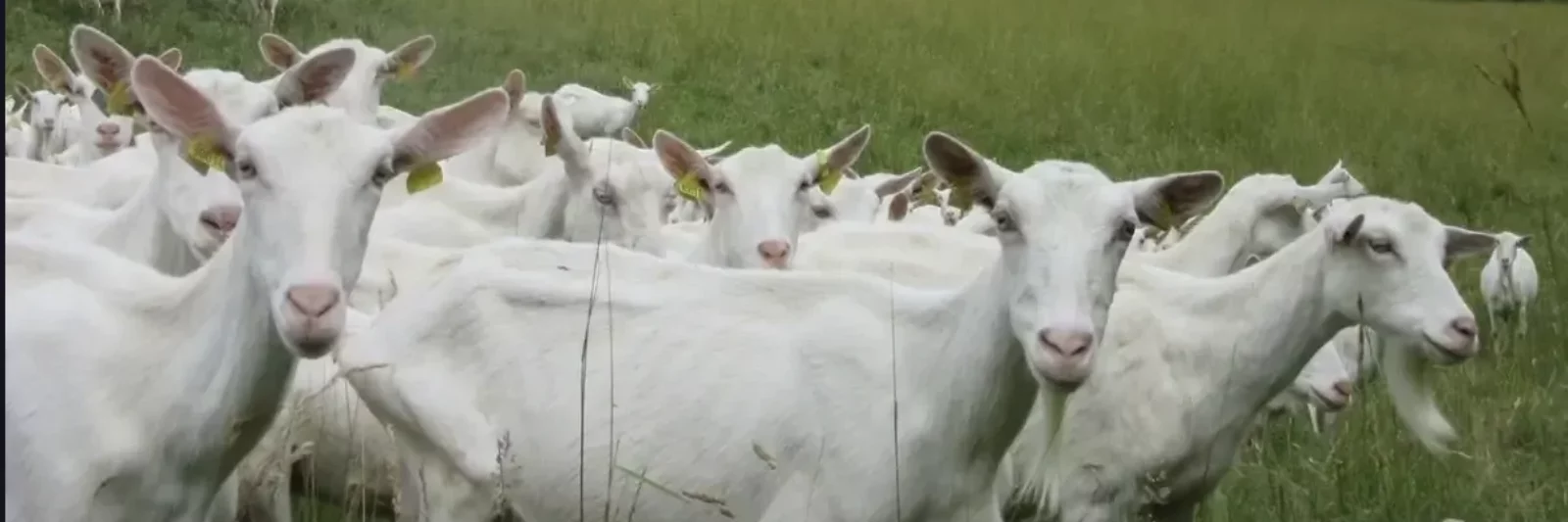 Picodons, petits palets de fromage de chèvre AOP de l'Ardèche et de la Drôme, présentés sur une planche en bois