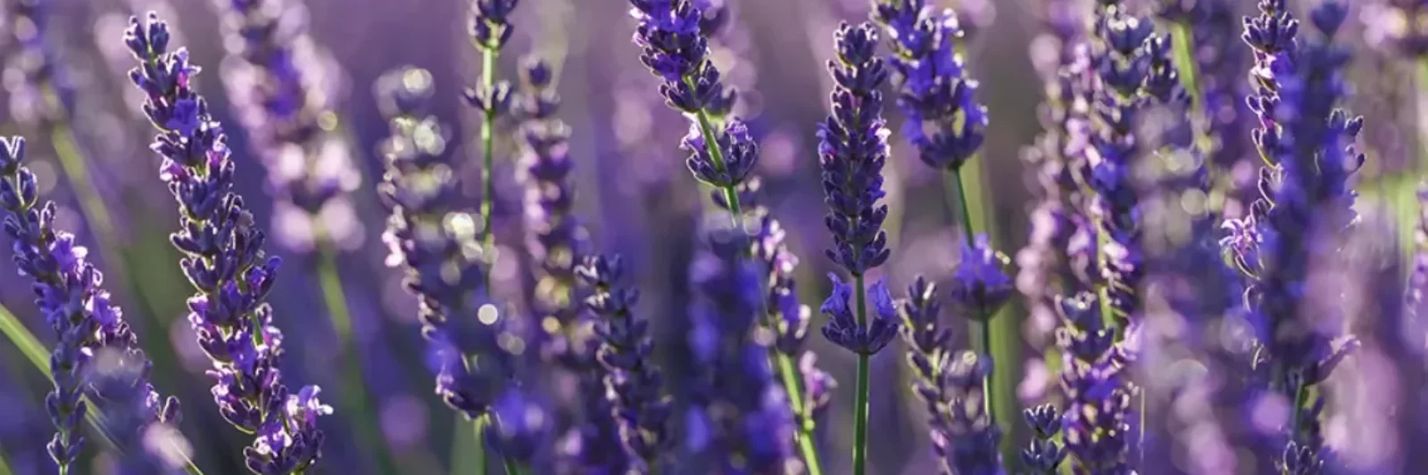 Champs de lavande en fleurs sur le plateau de Saint-Remèze en sud Ardèche au lever du soleil