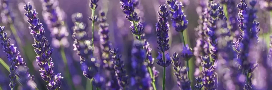 Champs de lavande en fleurs sur le plateau de Saint-Remèze en sud Ardèche au lever du soleil