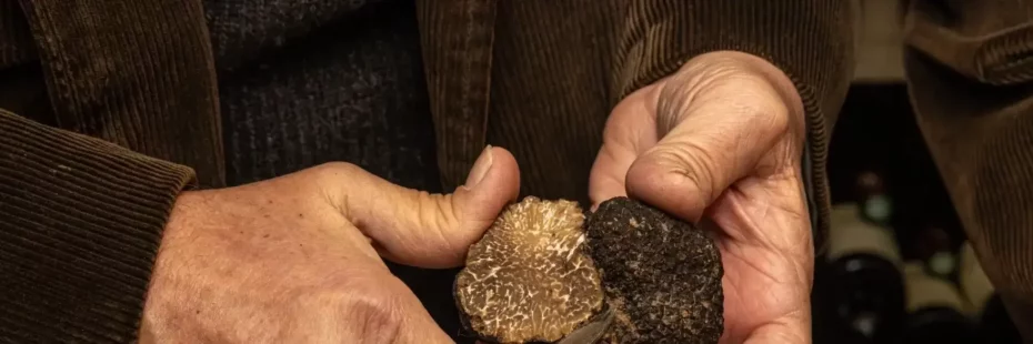 Truffes noires du Tricastin Tuber melanosporum sur un étal de marché en Drôme provençale