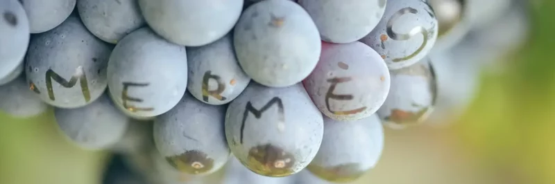 Vignoble bio du Domaine de Mermès sur le plateau de Gras en Ardèche méridionale