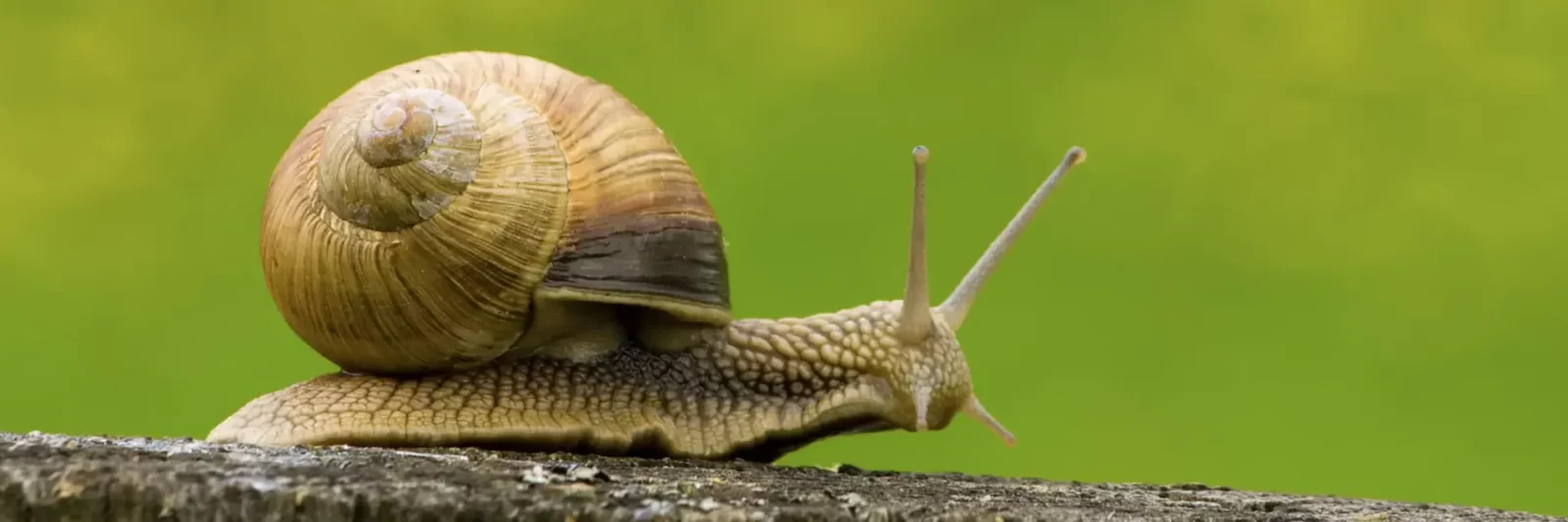 Parc d'élevage d'escargots gros gris en plein air à l'Escargot des Restanques à Saint-Remèze en Ardèche