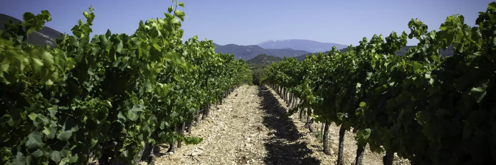 Vignobles des Côtes du Rhône Sud en Ardèche méridionale au soleil couchant